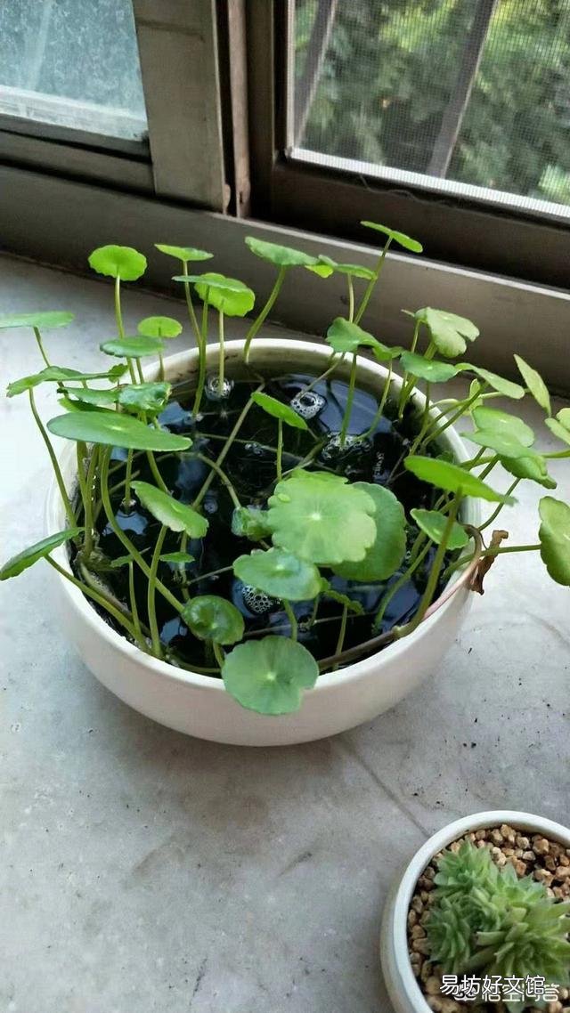 铜钱草日常如何养护?能分盆吗?