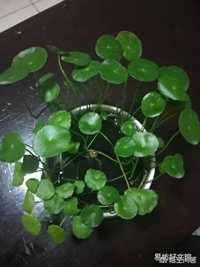 铜钱草日常如何养护?能分盆吗?