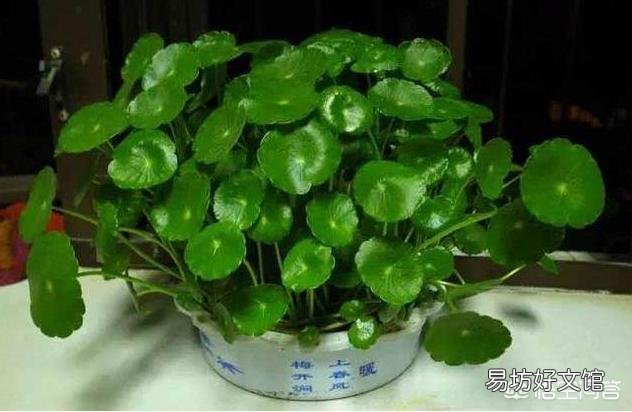 铜钱草日常如何养护?能分盆吗?