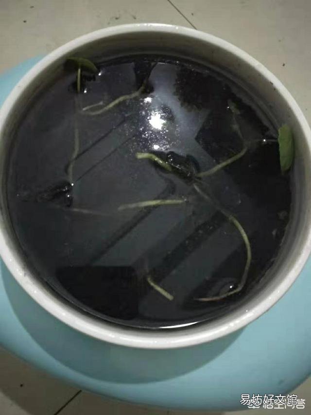 铜钱草日常如何养护?能分盆吗?