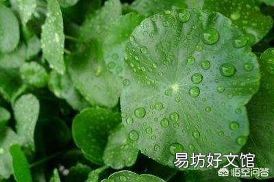 铜钱草日常如何养护?能分盆吗?
