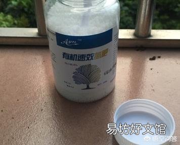 铜钱草日常如何养护?能分盆吗?