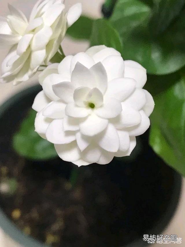 茉莉花品种不同,哪种茉莉花是最香最值钱的?