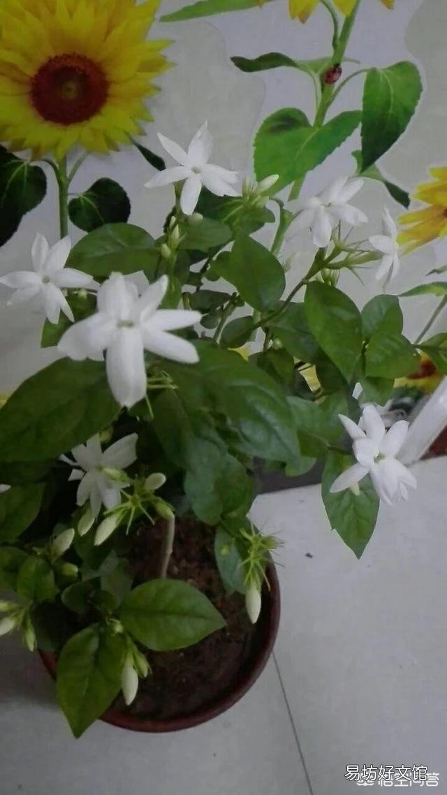 茉莉花品种不同,哪种茉莉花是最香最值钱的?