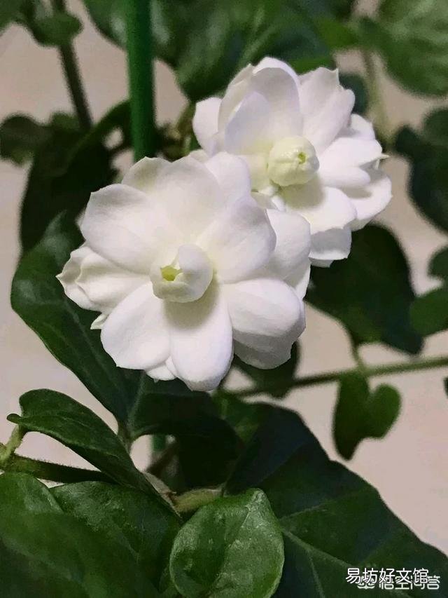 茉莉花品种不同,哪种茉莉花是最香最值钱的?
