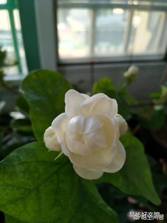 茉莉花品种不同,哪种茉莉花是最香最值钱的?