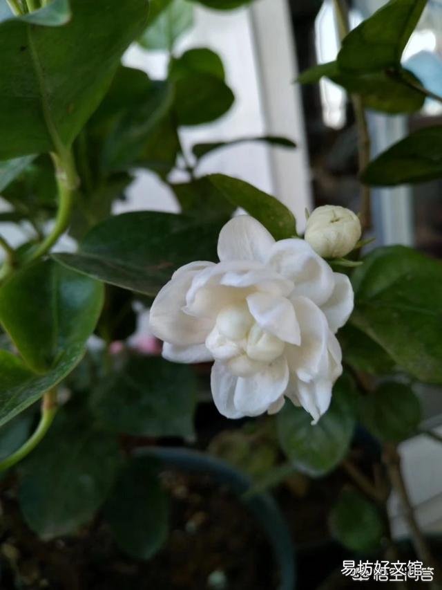 茉莉花品种不同,哪种茉莉花是最香最值钱的?