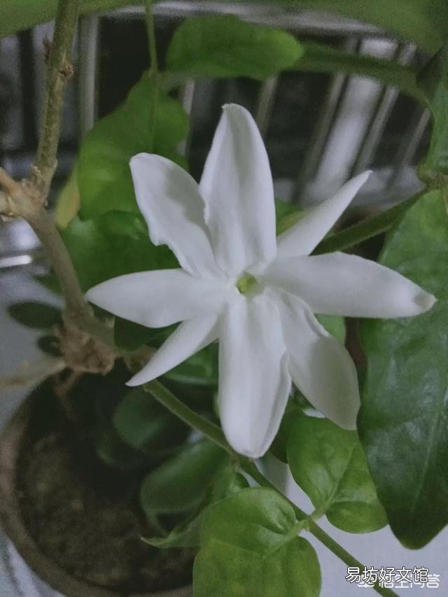 茉莉花品种不同,哪种茉莉花是最香最值钱的?