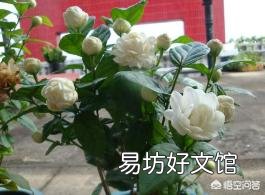 六月份,买的虎头茉莉可以换盆吗?