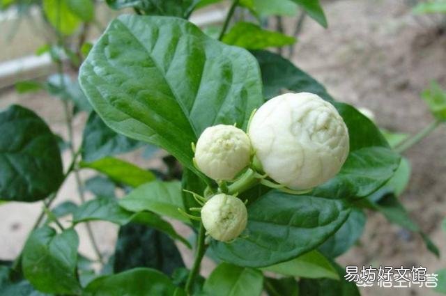 六月份,买的虎头茉莉可以换盆吗?