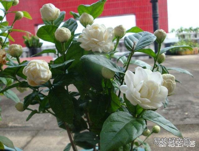 六月份,买的虎头茉莉可以换盆吗?