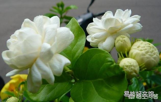 六月份,买的虎头茉莉可以换盆吗?