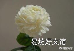 六月份,买的虎头茉莉可以换盆吗?