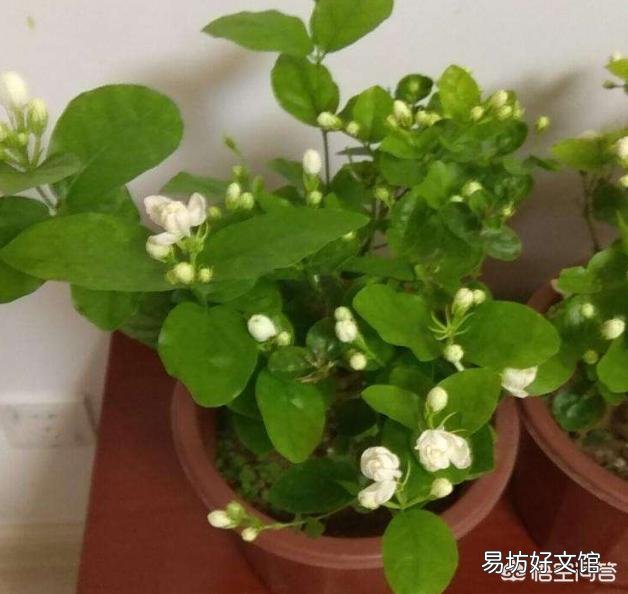 六月份,买的虎头茉莉可以换盆吗?