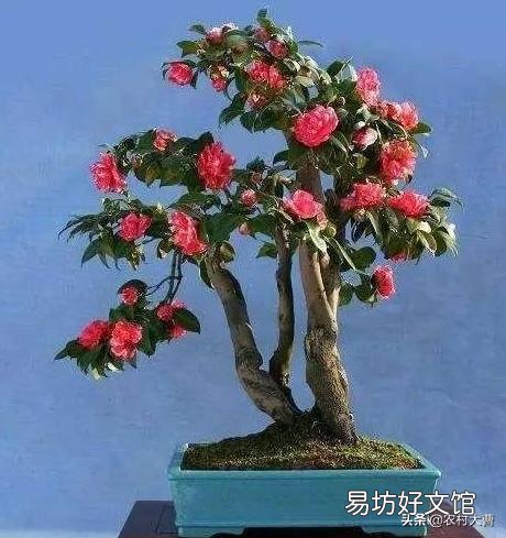 山茶花扦插,用什么介质比较好?