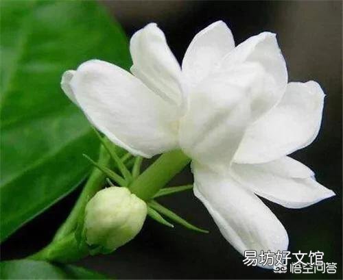 入手一盆茉莉,卖家刚上的盆,盆土是用河沙以及原土混合的,请问需要给花换土吗?