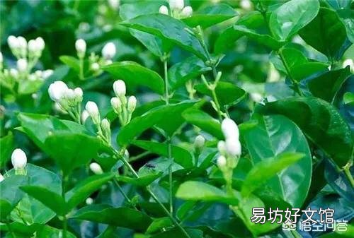 入手一盆茉莉,卖家刚上的盆,盆土是用河沙以及原土混合的,请问需要给花换土吗?