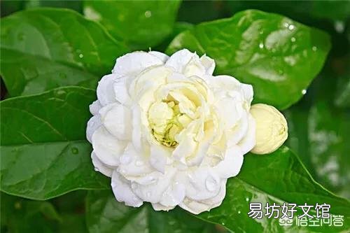 入手一盆茉莉,卖家刚上的盆,盆土是用河沙以及原土混合的,请问需要给花换土吗?