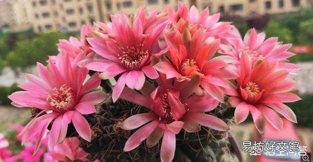我的仙人球绯花玉花苞为什么长得特别慢?