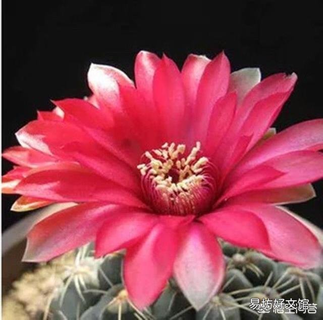我的仙人球绯花玉花苞为什么长得特别慢?