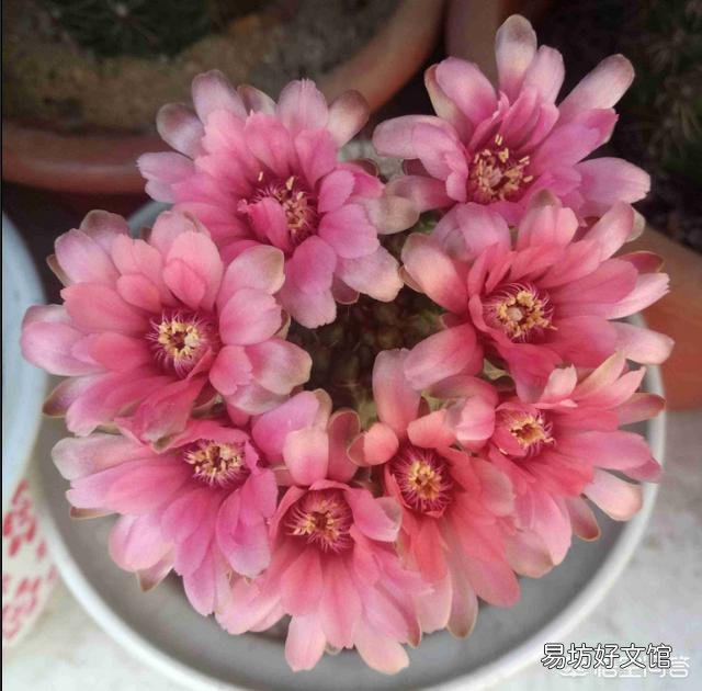 我的仙人球绯花玉花苞为什么长得特别慢?