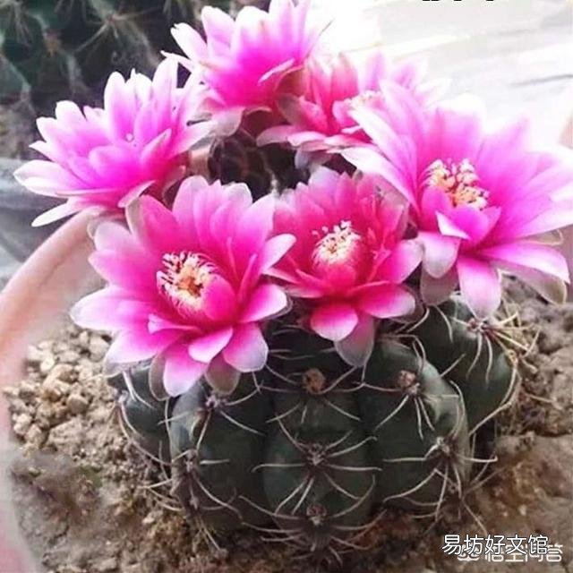 我的仙人球绯花玉花苞为什么长得特别慢?
