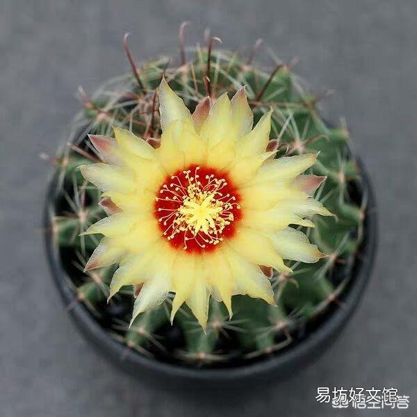 我的仙人球绯花玉花苞为什么长得特别慢?