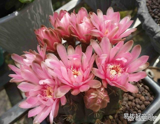 我的仙人球绯花玉花苞为什么长得特别慢?