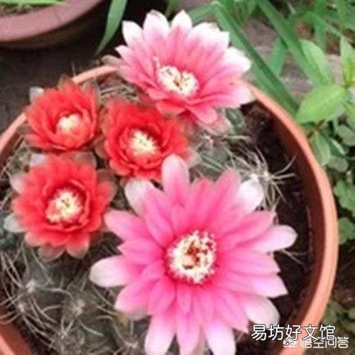 我的仙人球绯花玉花苞为什么长得特别慢?