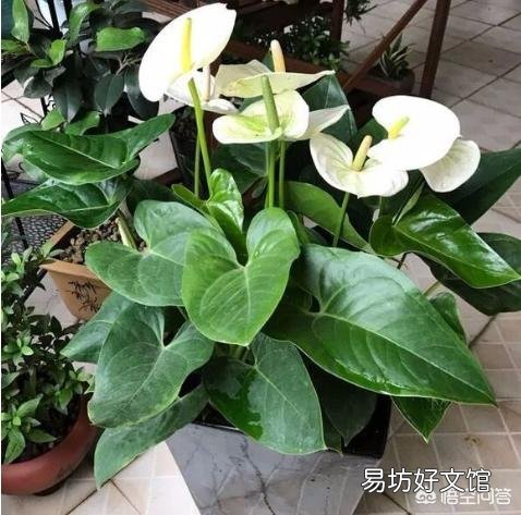夏日高温难耐,如何让白掌安全度夏?