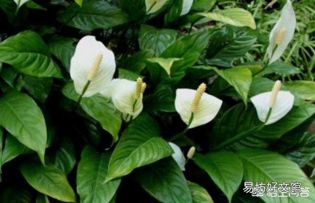 夏日高温难耐,如何让白掌安全度夏?