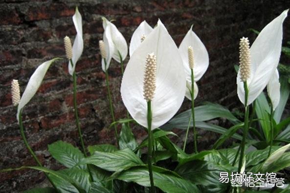 夏日高温难耐,如何让白掌安全度夏?