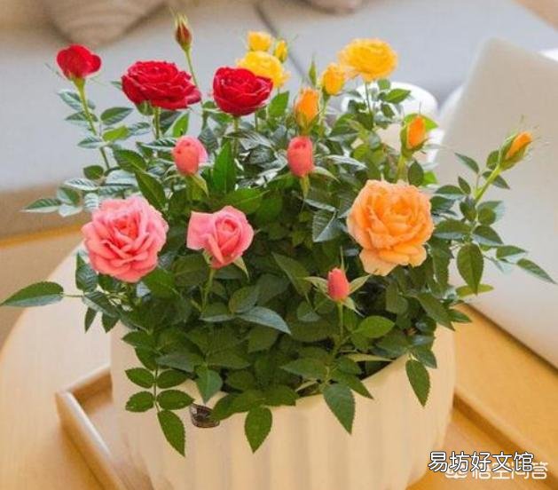 阿司匹林什么花都可用吗?