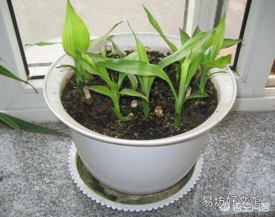 富贵竹刚生根多久换一次水？