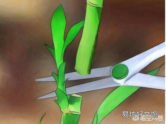 富贵竹刚生根多久换一次水？