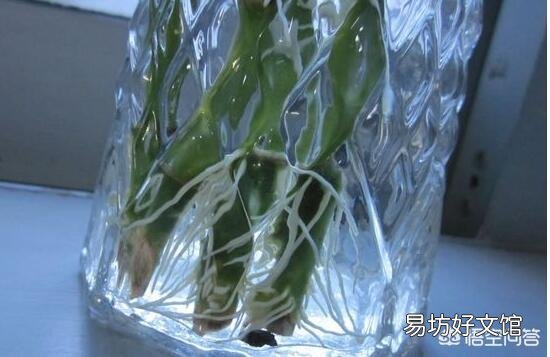 富贵竹刚生根多久换一次水？
