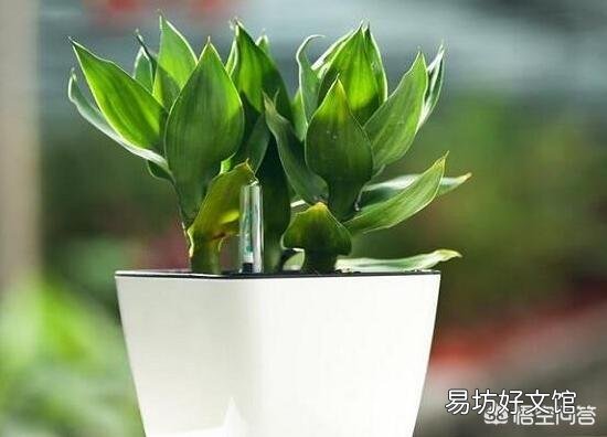 富贵竹刚生根多久换一次水？