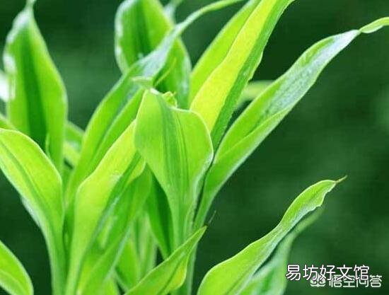 富贵竹刚生根多久换一次水？