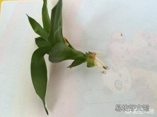 富贵竹刚生根多久换一次水？