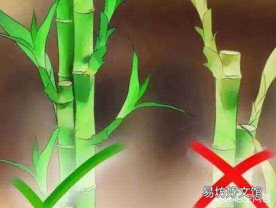 富贵竹刚生根多久换一次水？