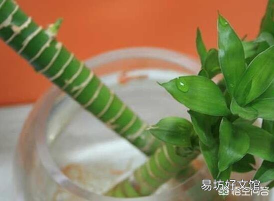 富贵竹刚生根多久换一次水？