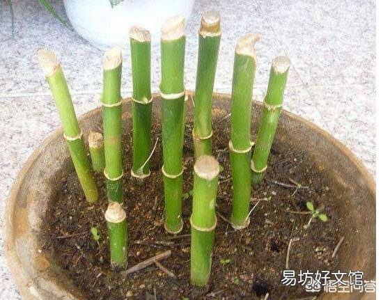 富贵竹刚生根多久换一次水？
