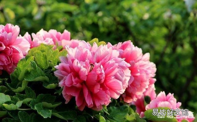 磷酸二氢钾可以直接和在盆土里栽花吗？