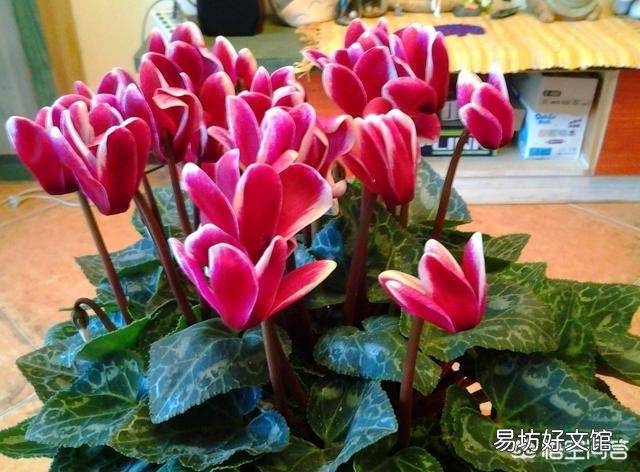 磷酸二氢钾可以直接和在盆土里栽花吗？