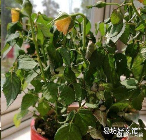磷酸二氢钾可以直接和在盆土里栽花吗？