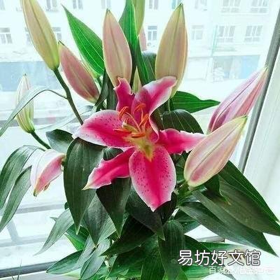 磷酸二氢钾可以直接和在盆土里栽花吗？