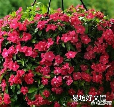 长春花叶子有黑斑是什么病?