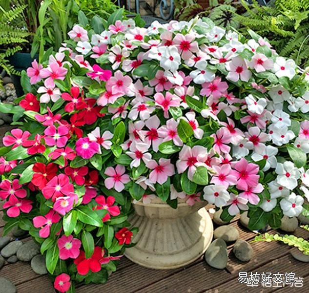 长春花叶子有黑斑是什么病?