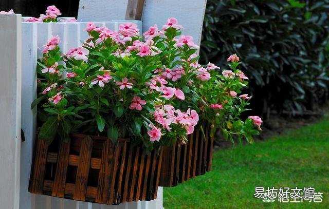 长春花叶子有黑斑是什么病?
