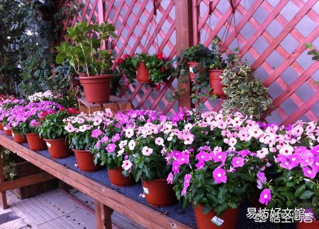 长春花叶子有黑斑是什么病?